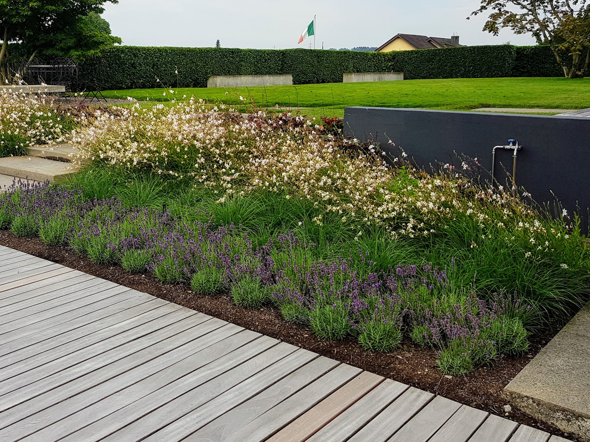 Gepflegte Rabatte mit Lavendel neben einem Holzdeck