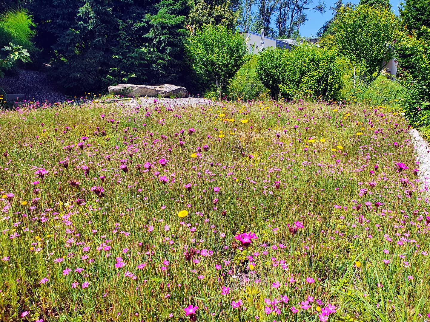 Blühende Wildblumenwiese