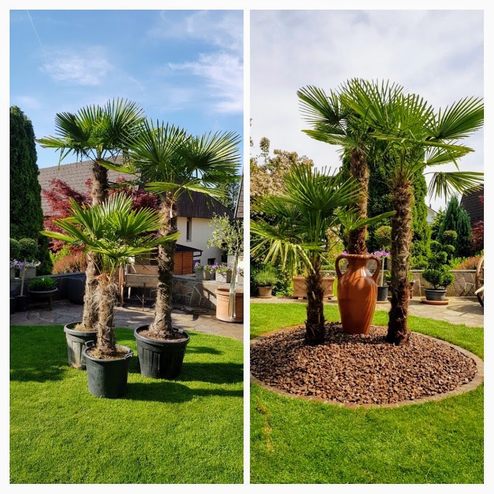 Palmen im Garten vor und nach der Gestaltung