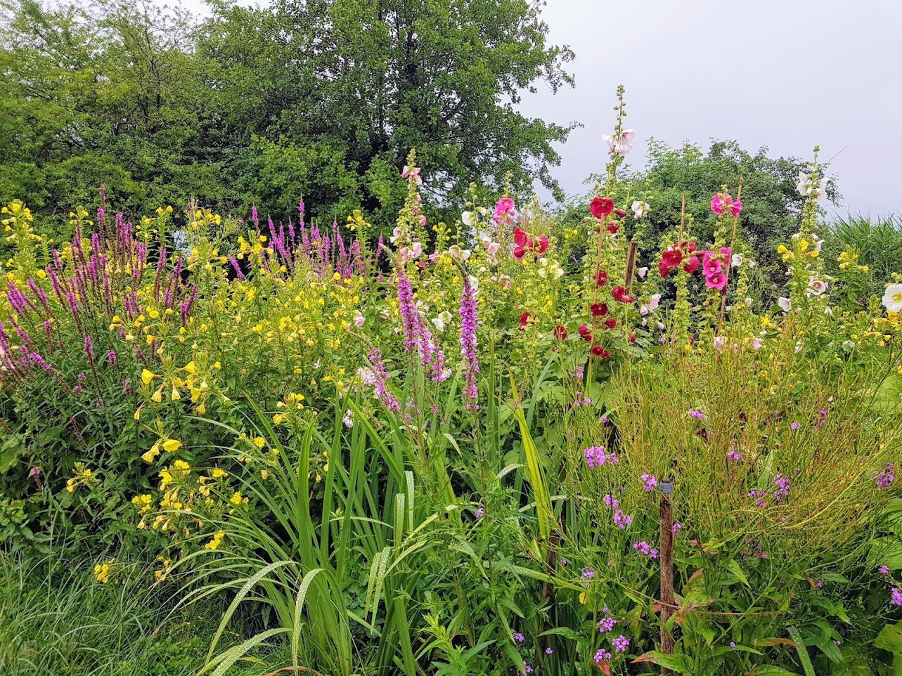 Wildstauden in voller Blüte