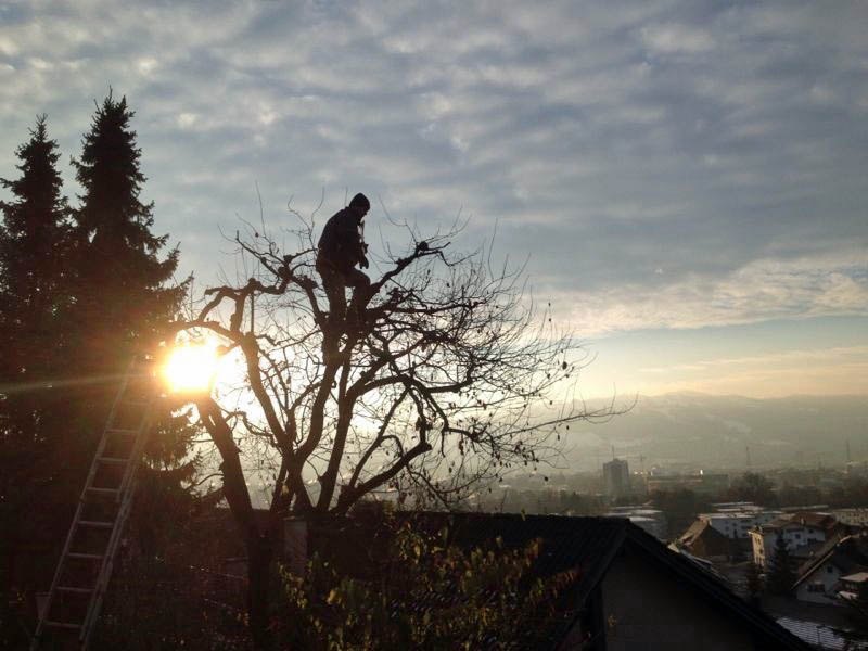 Baumpflege im Abendlicht
